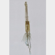 02 Synaphe punctalis w
