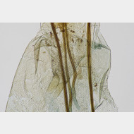 03 Synaphe punctalis w ostium