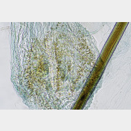 04 Synaphe punctalis w signum