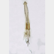 05 Synaphe punctalis w3