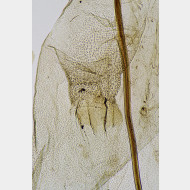 06 Synaphe punctalis w ostium