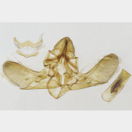 01 Trachonitis cristella m