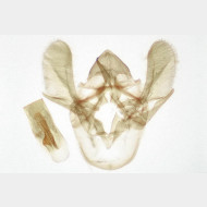 Trachonitis cristella m