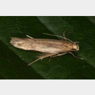 Batrachedridae Batrachedra pinicolella