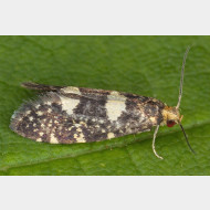Prodoxidae Lampronia corticella