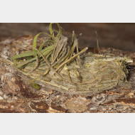 Acronictinae Acronicta euphorbiae Kokon