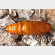 Ennominae Petrophora chlorosata Puppe