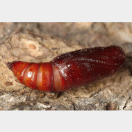 Ennominae Campaeini Hylaea fasciaria Puppe