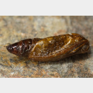 Sterrhinae Scopula immutata Puppe