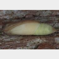 Larentiinae Cidariini Dysstroma truncata Puppe