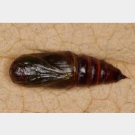 Ennominae Biston betularia Puppe