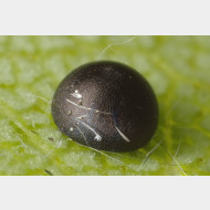 Notodontinae Dicranurini Furcula bifida