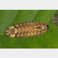 Favonius quercus Raupe