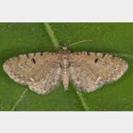 Larentiinae Eupitheciini Eupithecia assimilata