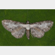 Larentiinae Eupitheciini Eupithecia succenturiata