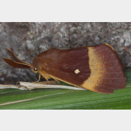 Lasiocampidae Lasiocampa quercus m