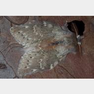Notodontidae Stauropus fagi