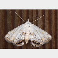 Acentropinae-Cataclysta lemnata