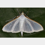 Spilomelinae Palpita vitrealis