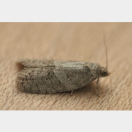 04479 Cnephasia pasiuana w GU 59 2023.07.31. 8