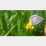 WP 20150629 15 42 41 Pro1 Hauhechel Blaeuling