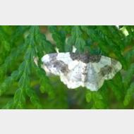 WP 20150710 15 21 49 Pro 1a
