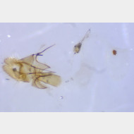 Acleris umbrana w 0611 2016