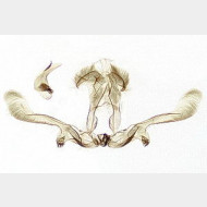 Apotomis sororculana m thumbs