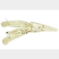 Phyllonorycter maestingella m thumbs