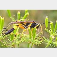 05 Ichneumonidae sp