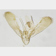 thumbs v759d48457f