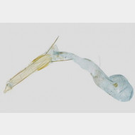 thumbs vc33a4fafca