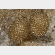 thumbs vcc799f1913