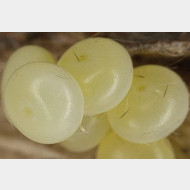 thumbs vee7de8b65e