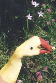 hapuppe1.jpg (14082 Byte)
