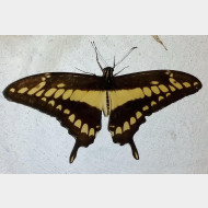 Papilionidae Papilio thoas