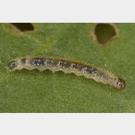 Spilomelinae Dolicharthria punctalis