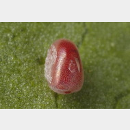 thumbs vb046917197