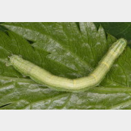 thumbs vcc582c8dc1