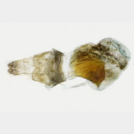 thumbs vfbe5a9c2f4